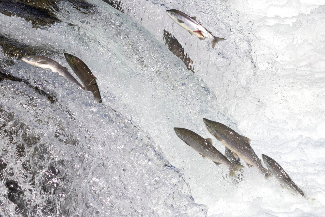 Fische springen aus einem klaren Fluss